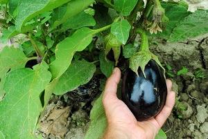 Semis de légumes en vente en graines et travaux de jardinage de septembre